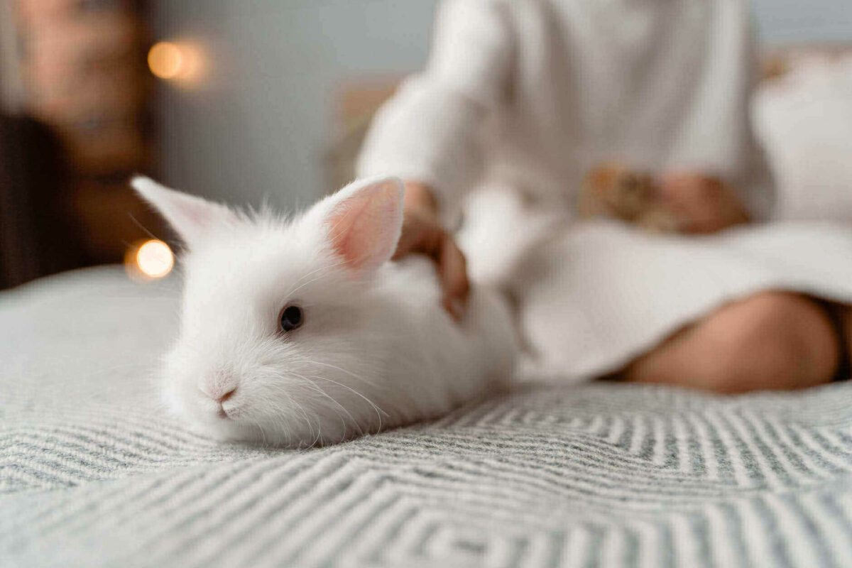 Conejo blanco acariciado por la mano de una persona